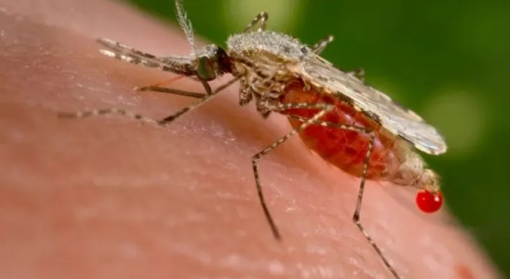 La malaria se convierte en epidemia en Venezuela