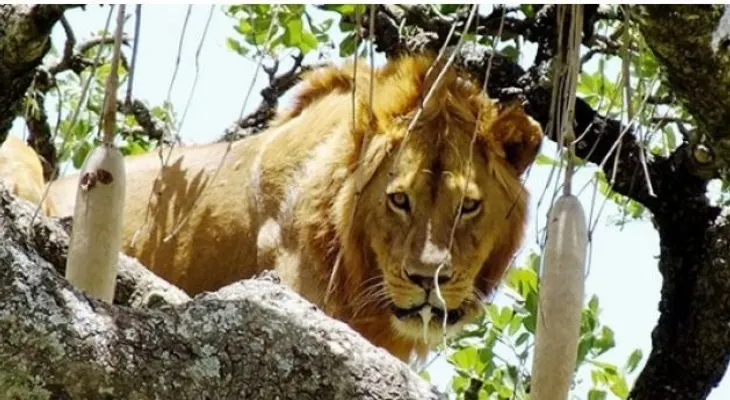  Un león se queda atrapado en un árbol como un gatico, por miedo a bajar 