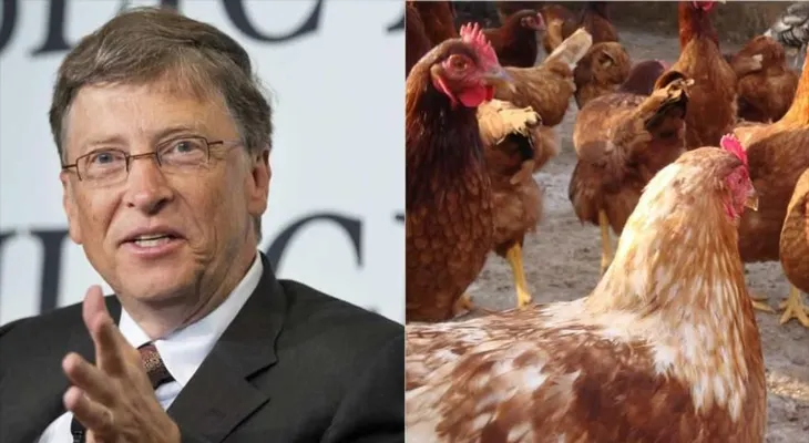Bolivia rechaza las 100.000 gallinas que Bill Gates quería donarle para "reducir la pobreza"