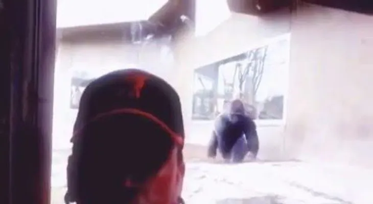 Un gorila trata de atacar a un hombre que se tomaba una selfie