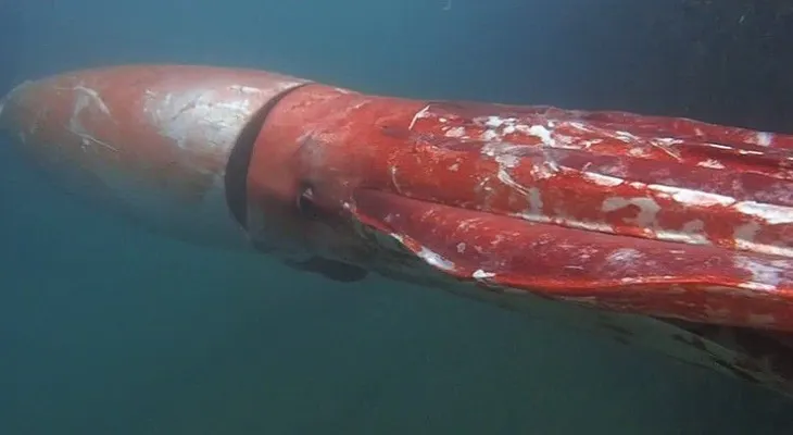 Enorme criatura marina de las profundidades emerge en puerto japonés