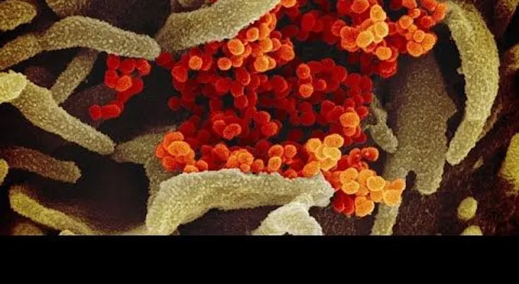 La cloroquina para el coronavirus, un tratamiento recomendado por un científico belga. Es barato y eficaz