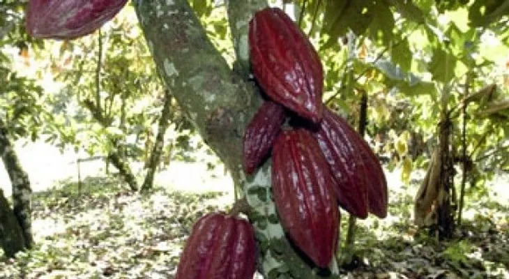 Realizan primer Festival Ecoturístico y Gastronómico del Cacao, Café y Coco en el Seibo