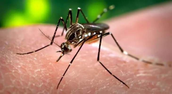 Mosquitos pueden trasmitir el zika a los huevos y larvas, dice estudio