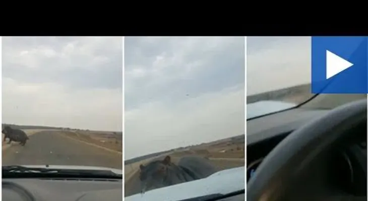 Un enojado hipopótamo ve un coche acercarse y esta fue su inesperada reacción