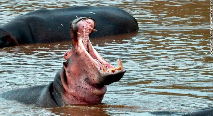 Hipopótamo ataca y mata a turista en Kenya