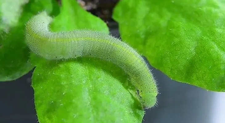 Las plantas pueden oír cuando son devoradas por los insectos 