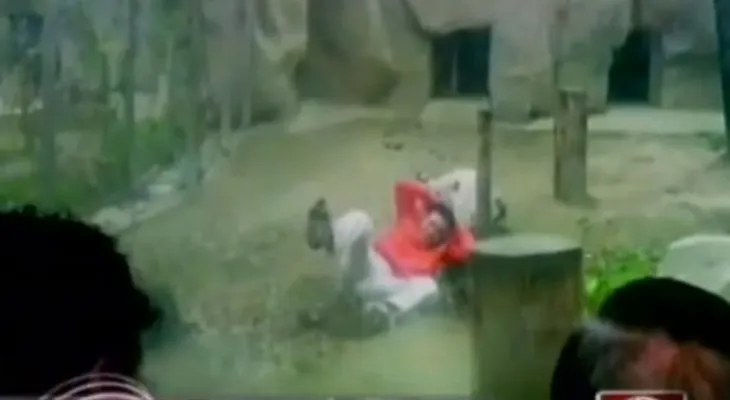 Vídeo: Hombre intenta suicidarse lanzandose a jaula de tigres