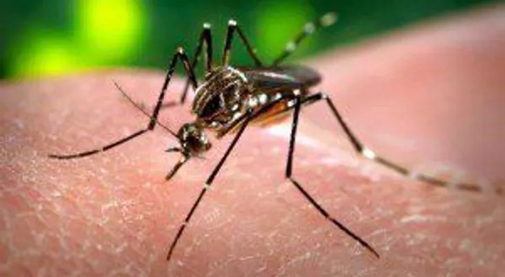 Enfermedad por el virus de Zika: preguntas y respuestas