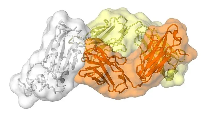 Un nuevo descubrimiento científico ayudaría a diseñar una vacuna contra el coronavirus