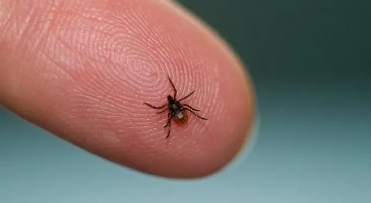 Signos tempranos de la enfermedad de lyme que debes conocer