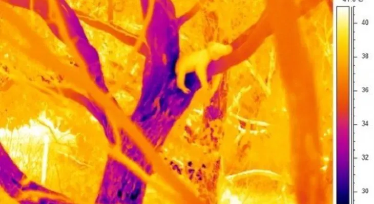 Revelan el misterio de por qué los koalas se abrazan de los troncos de los árboles