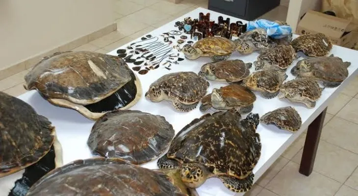 Medio Ambiente pide dominicanos y extranjeros no comprar artesanías de concha de carey
