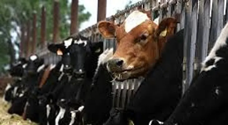Esperanza contra enfermedad de la vaca loca: sustancia que bloquea la infección