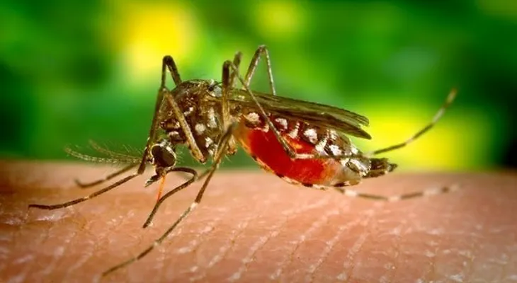 El virus chikungunya ya llega a EE.UU.