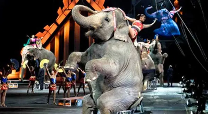 Elefanta escapa de circo en Alemania y mata a un hombre 