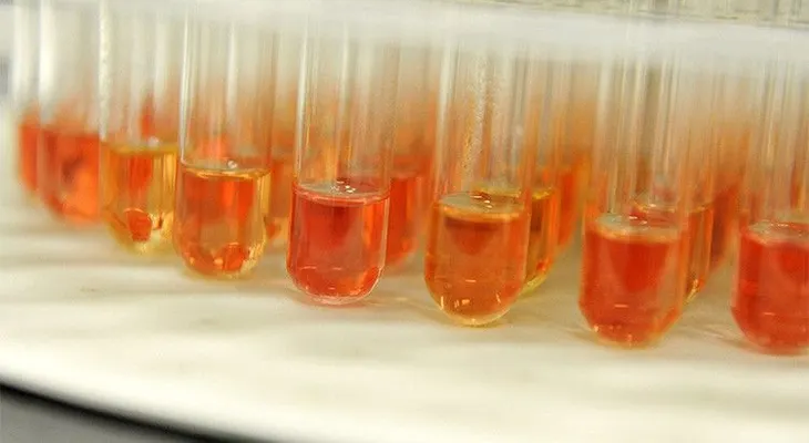 Desarrollan una vacuna rápida contra el cáncer gástrico