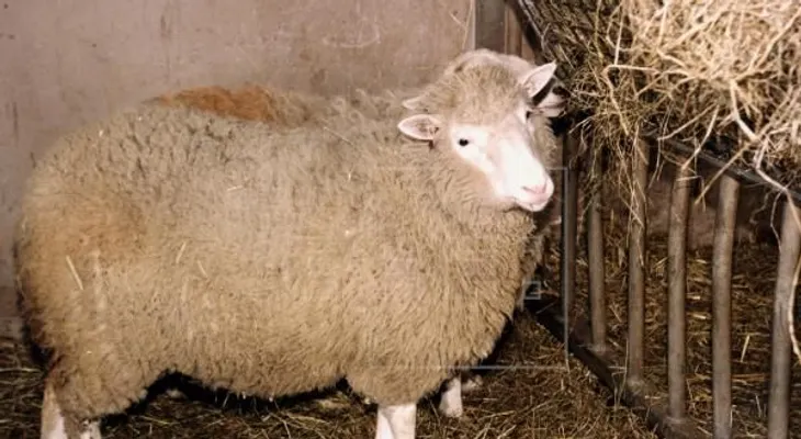 Se cumplen 20 años de la clonación de la oveja Dolly, un hito de la genética