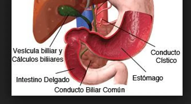 Limpieza del Hígado