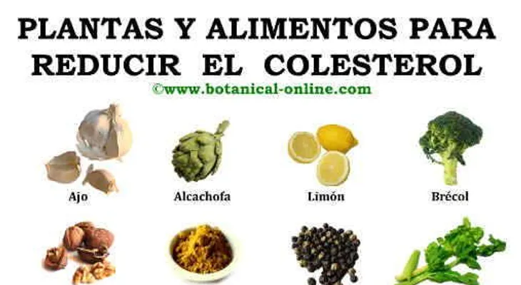 ¿Qué puedo comer para bajar el colesterol?