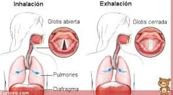 ¿Por qué se produce el hipo y cómo quitarlo?