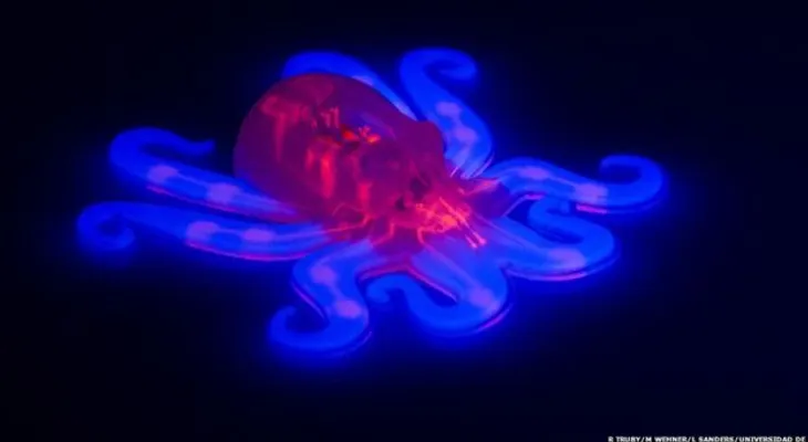 Octobot: el primer robot biológico, que no necesita baterías ni cables