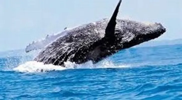 Celebrarán 6to Festival de Las Ballenas Jorobadas