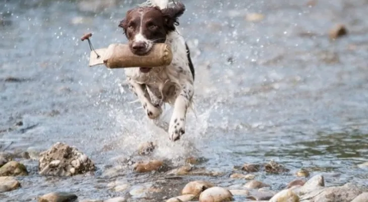 Así puedes lograr que tu perro sea más obediente