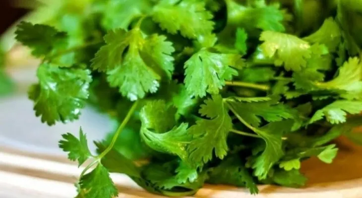 5 poderosos beneficios del cilantro; para el colesterol, la salmonella y diabetes
