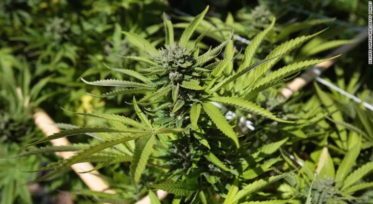 10 enfermedades para las que la marihuana medicinal podría ser beneficiosa
