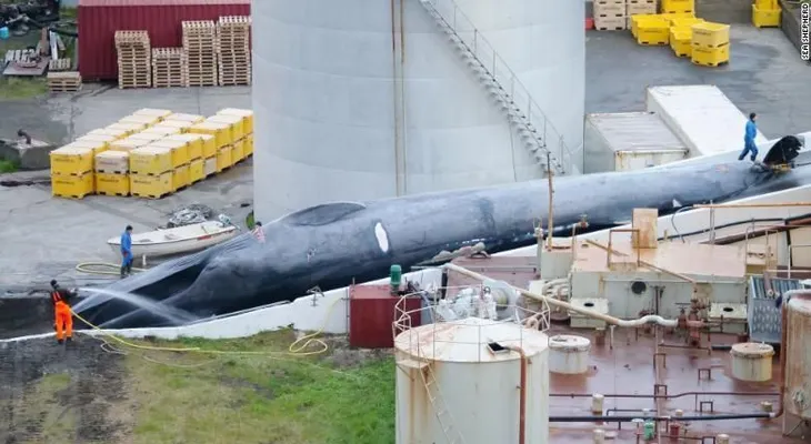 Balleneros de Islandia matan a una ballena azul, dicen los activistas; es la primera de esta especie cazada en 40 años