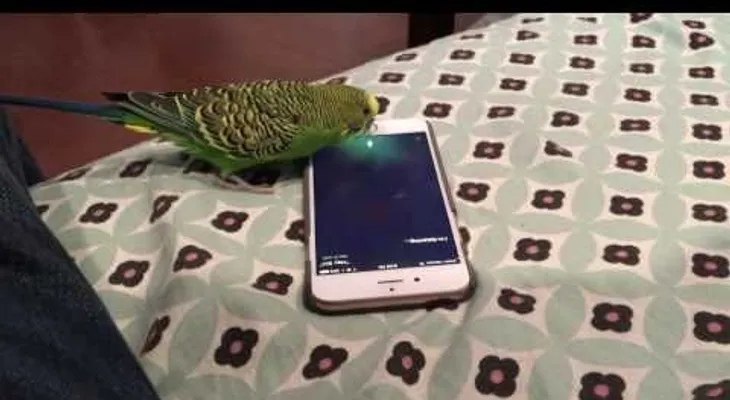 Un periquito se hace amigo del ayudante virtual Siri