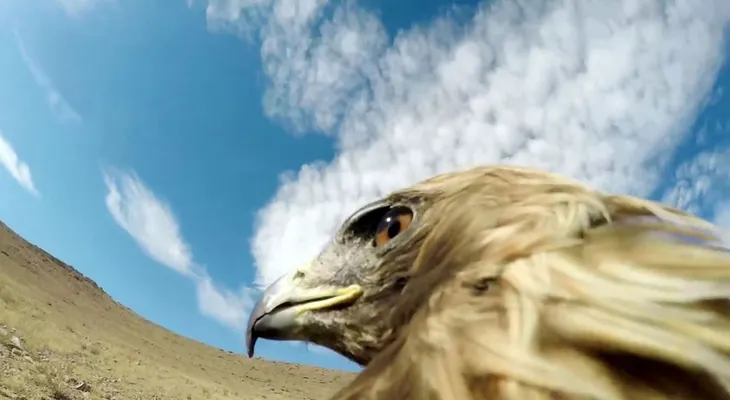 Así se ve "en directo" cómo un águila caza a un zorro en el desierto