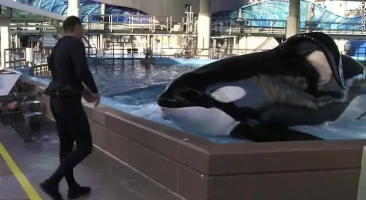 Tilikum, la orca de SeaWorld, está gravemente enferma