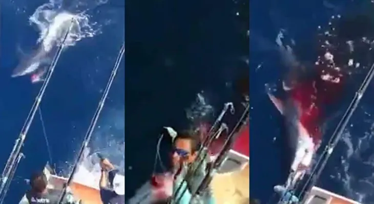 Los "niños ricos" que indignan a México: así balearon a un tiburón tigre hasta matarlo