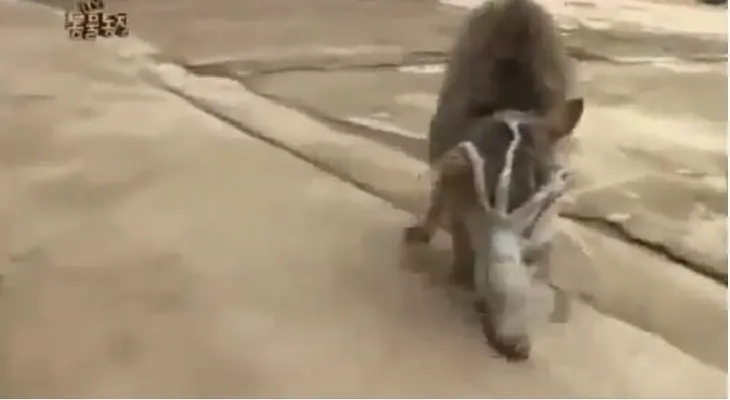 La divertida pelea entre un gato y un calamar. ¿Quién gana? (Video)