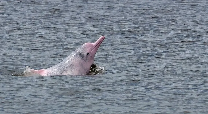 En Colombia estarían cazando delfines rosados para vender su aceite