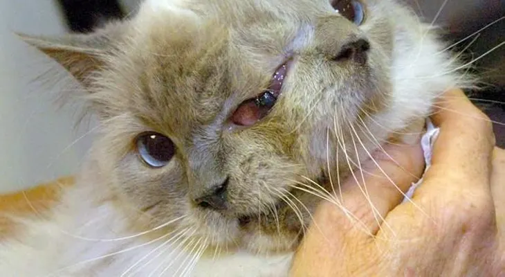 Muere gato de dos caras a los 15 años 