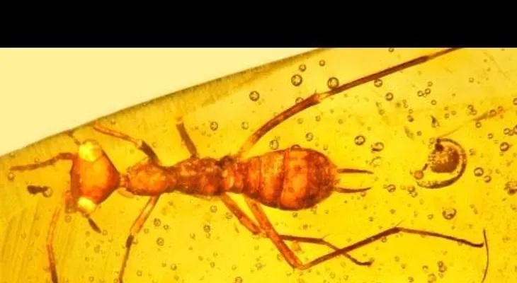 Hallan un insecto "extraterrestre" atrapado en ámbar que vivió hace 100 millones de años (VIDEO)