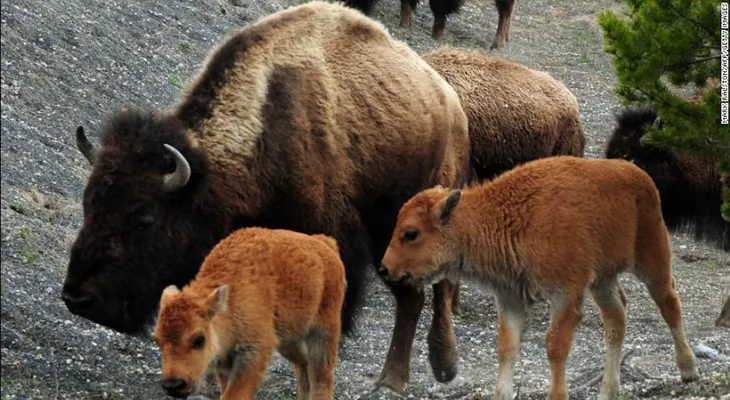 El triste final de un bisonte bebé al que unos turistas sacaron de su hábitat