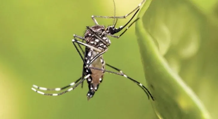 Salud Miranda en alerta epidemiológica ante aparición de virus Mayaro
