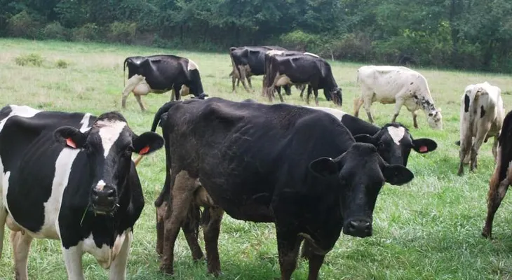 La Altagracia concentra más de 215,000 cabezas de ganado y lidera producción de carne y leche
