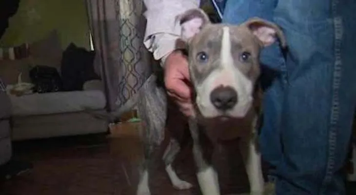 Pit bull evita violación de mujer en parque de Brooklyn