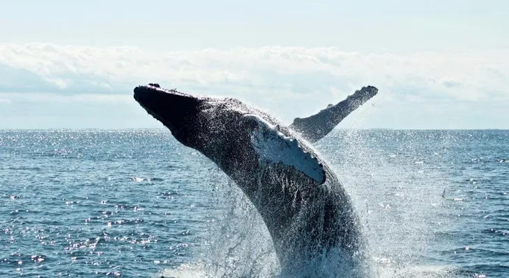 Piden reforzar protección de ballenas y delfines
