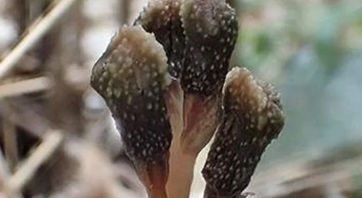 Descubren en Japón una planta que existe contra las leyes de la naturaleza