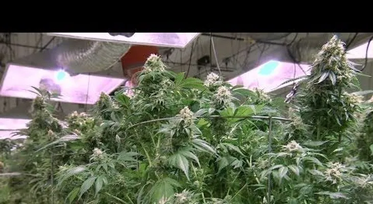 DENVER  En Colorado, fiesta de marihuana es oficial