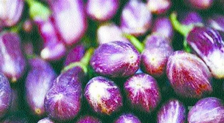Unión Europea permitirá exportación de "cundeamor" y "berenjenas" de RD