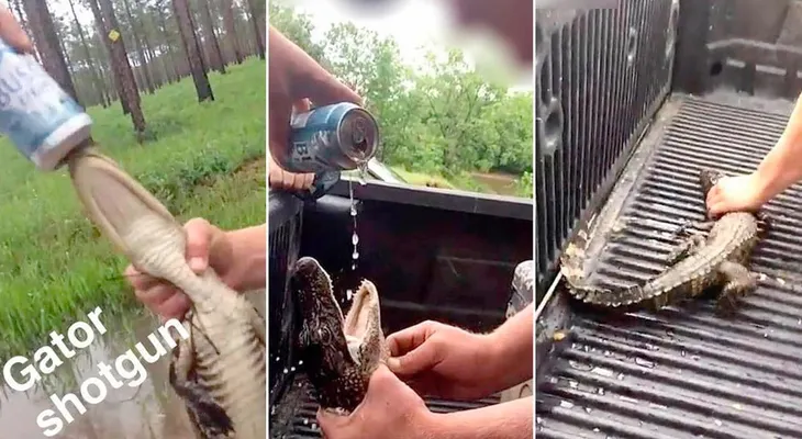 Arrestan en California a dos jóvenes que obligaron a un lagarto a tomar cerveza y lo compartieron en redes