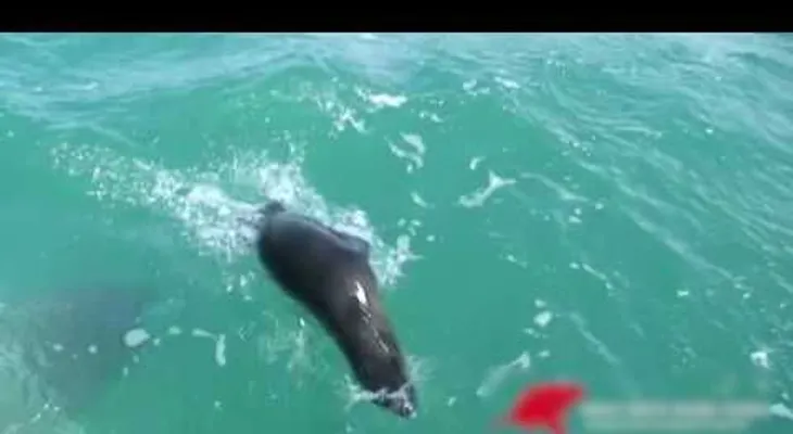 Impactante: Un tiburón devora una foca de un mordisco