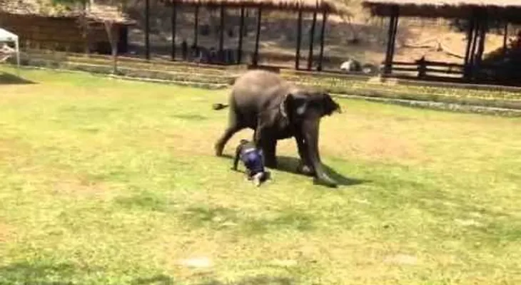 Un elefante nunca olvida a un amigo